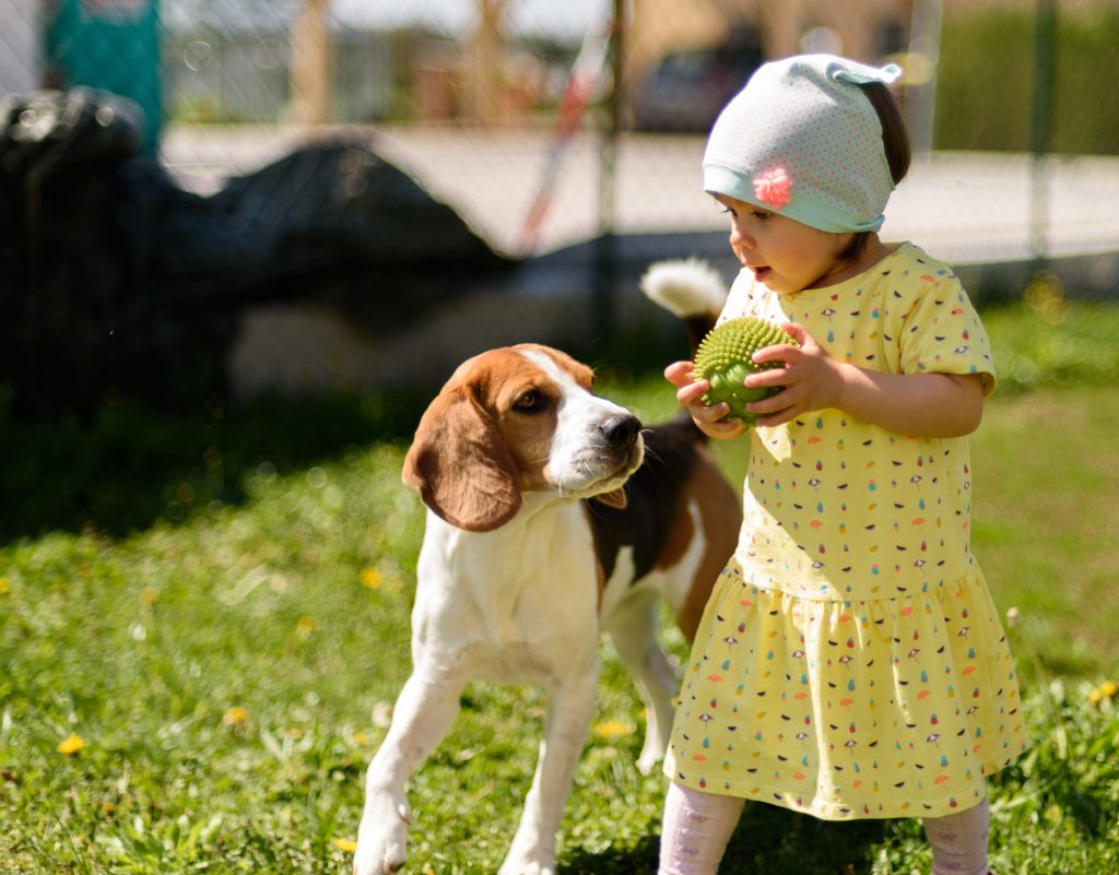 Little girl playing with a beagle