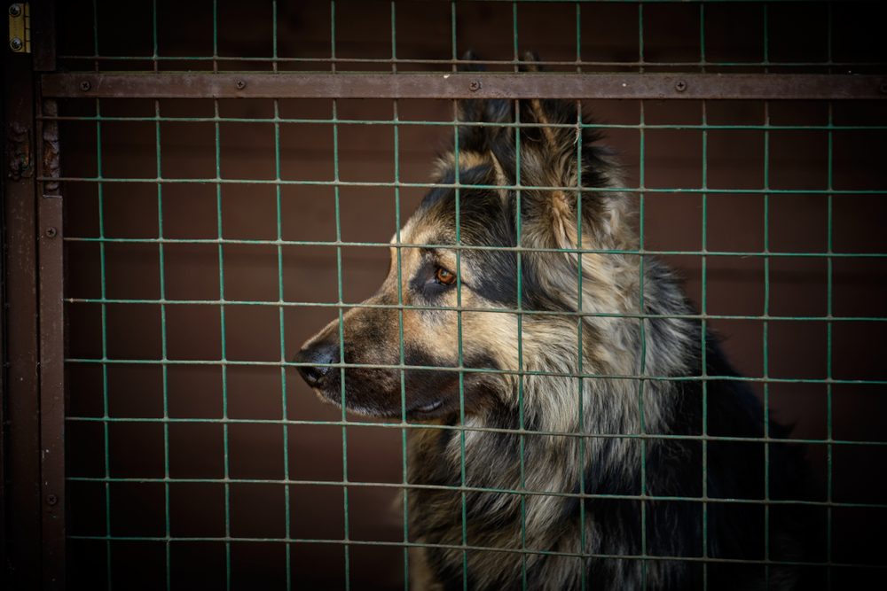 A long-haired German Shepherd sits in a kennel.