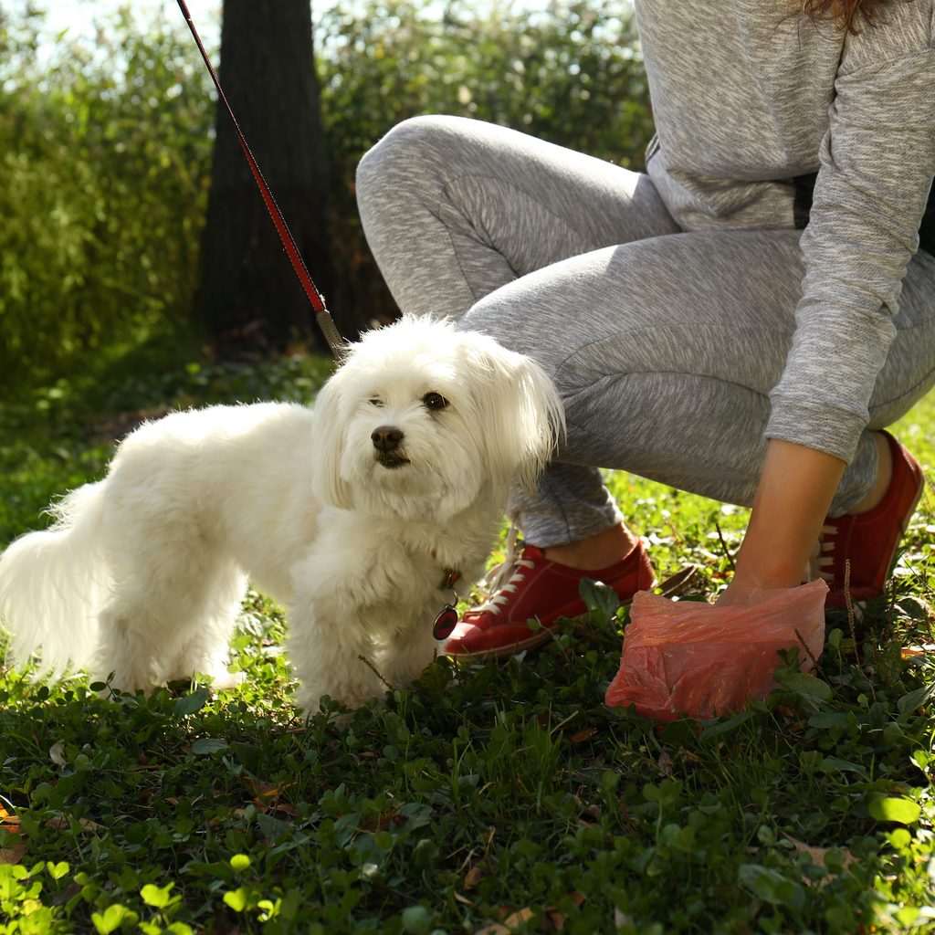 Woman picking up poop on a hike with her Maltese