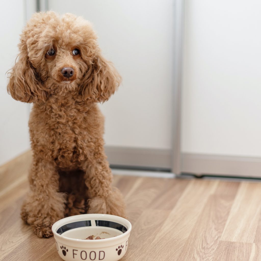 A miniature poodle sits behind a ceramic food bowl