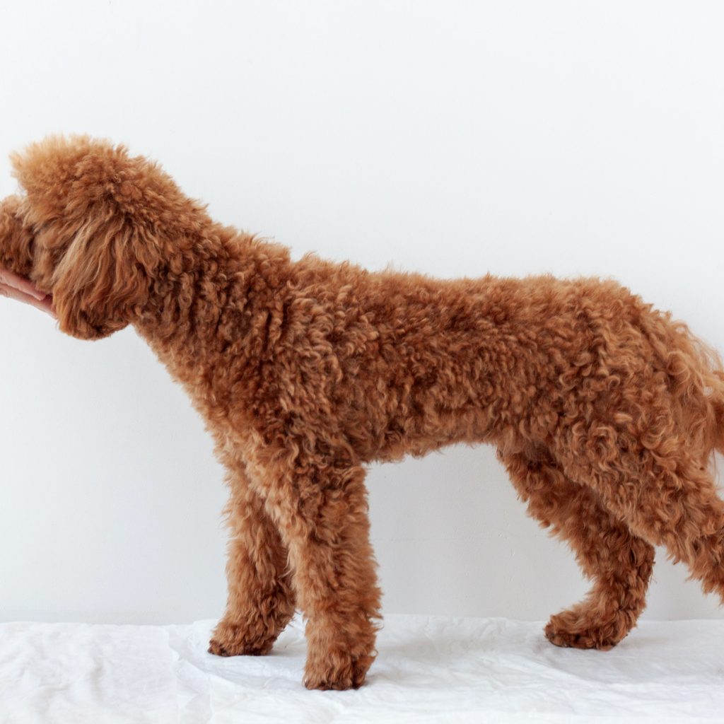 A brown miniature poodle stands in front of a white background and eats from someone's hand