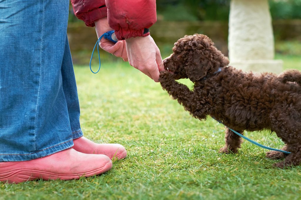 A brown miniature poodle lifts a paw and eats a treat out of a person's hand