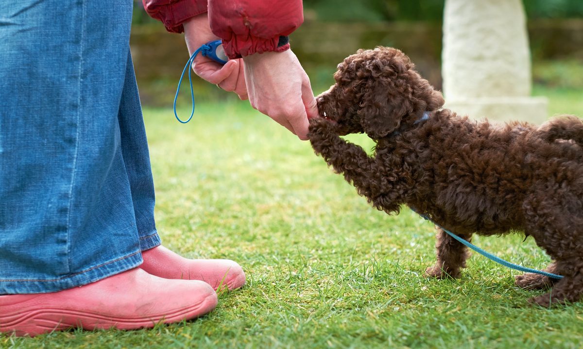 A brown miniature poodle lifts a paw and eats a treat out of a person's hand