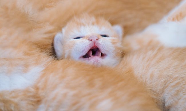 A mewing newborn kitten at the center of a cuddle pile