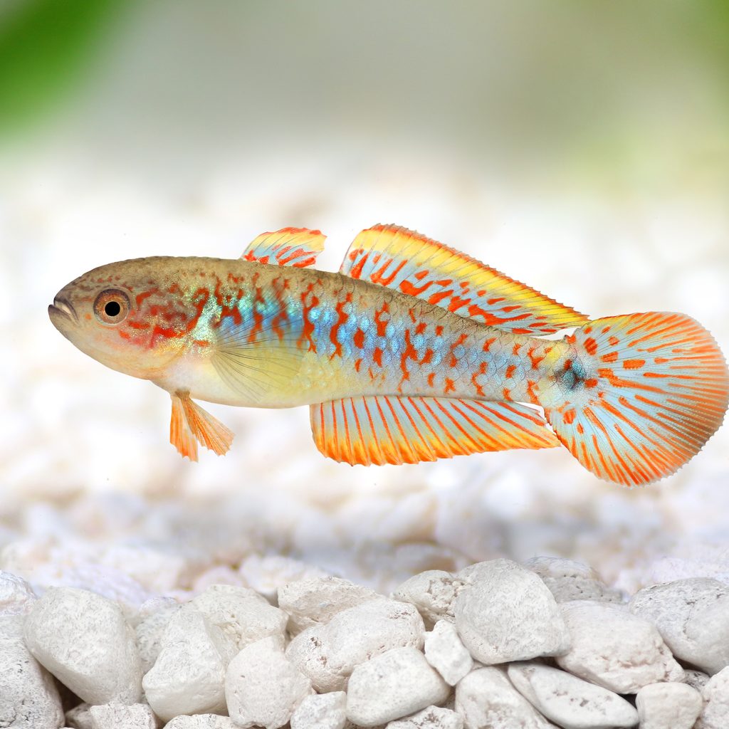 Peacock gudgeon swims around his aquarium