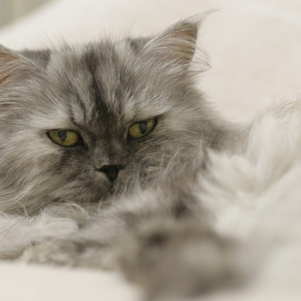 Gray Persian cat lying down