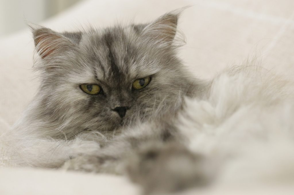 Gray Persian cat lying down