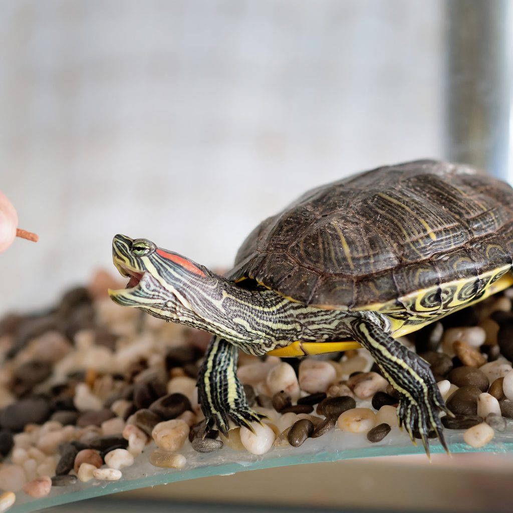 Person feeds their pet turtle
