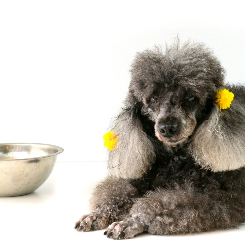 A senior poodle with yellow bows on their ears lies in front of a silver bowl