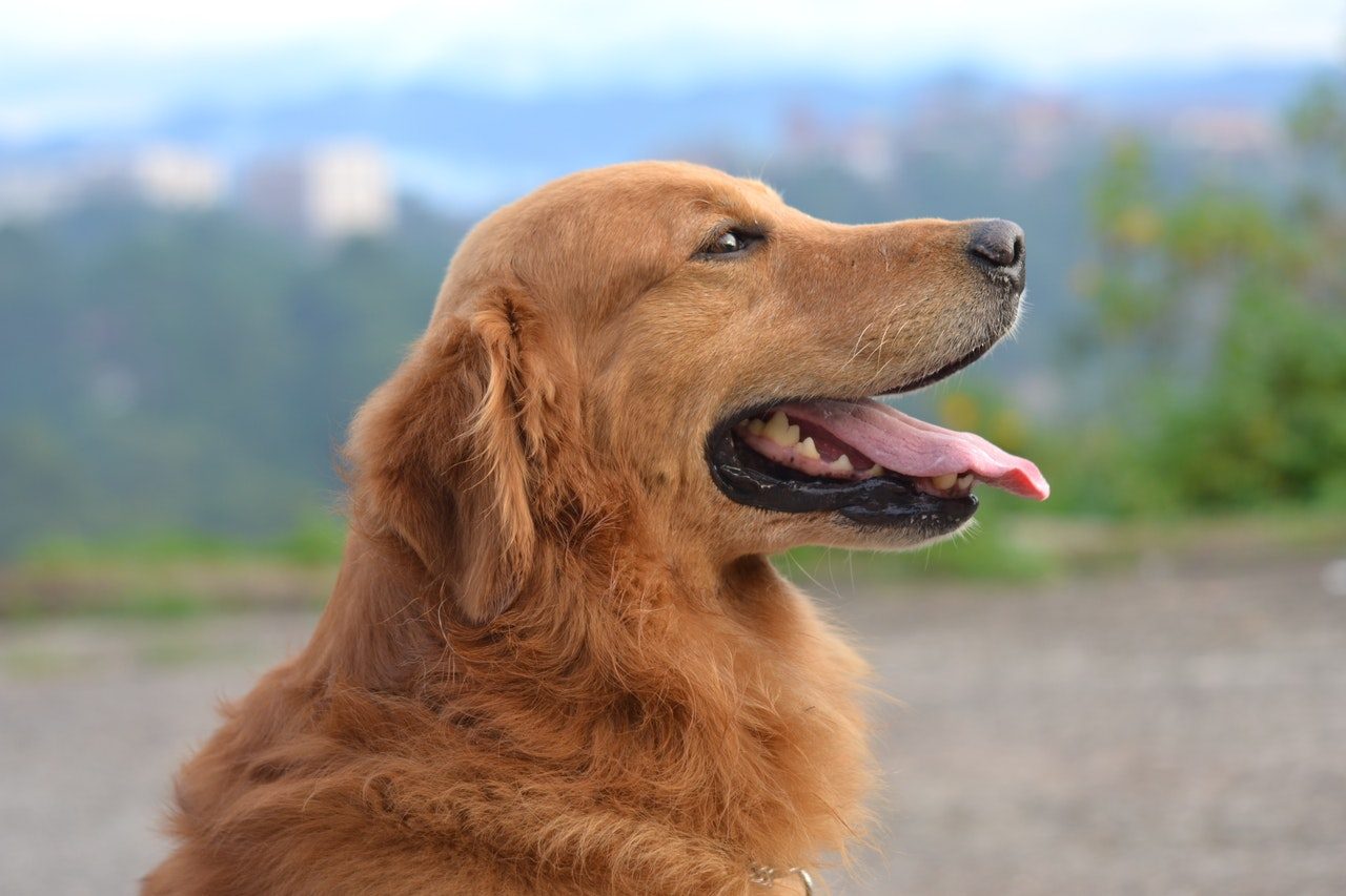 A profile shot of a Golden Retriever standing near a lake.