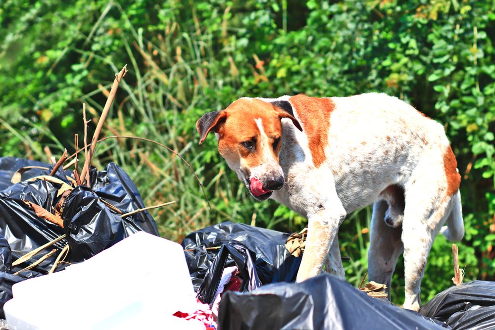 A red and white dog licking his lips while eating trash