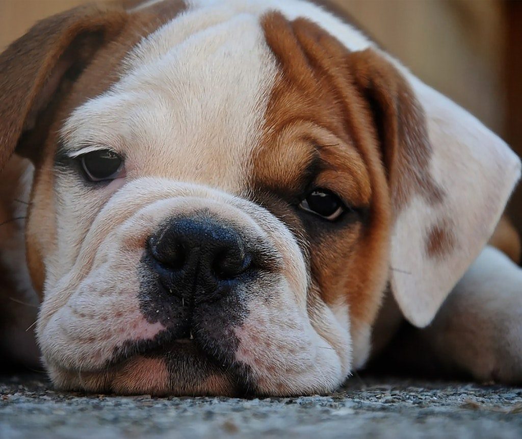 A close-up shot of a red and white English bulldog puppy.