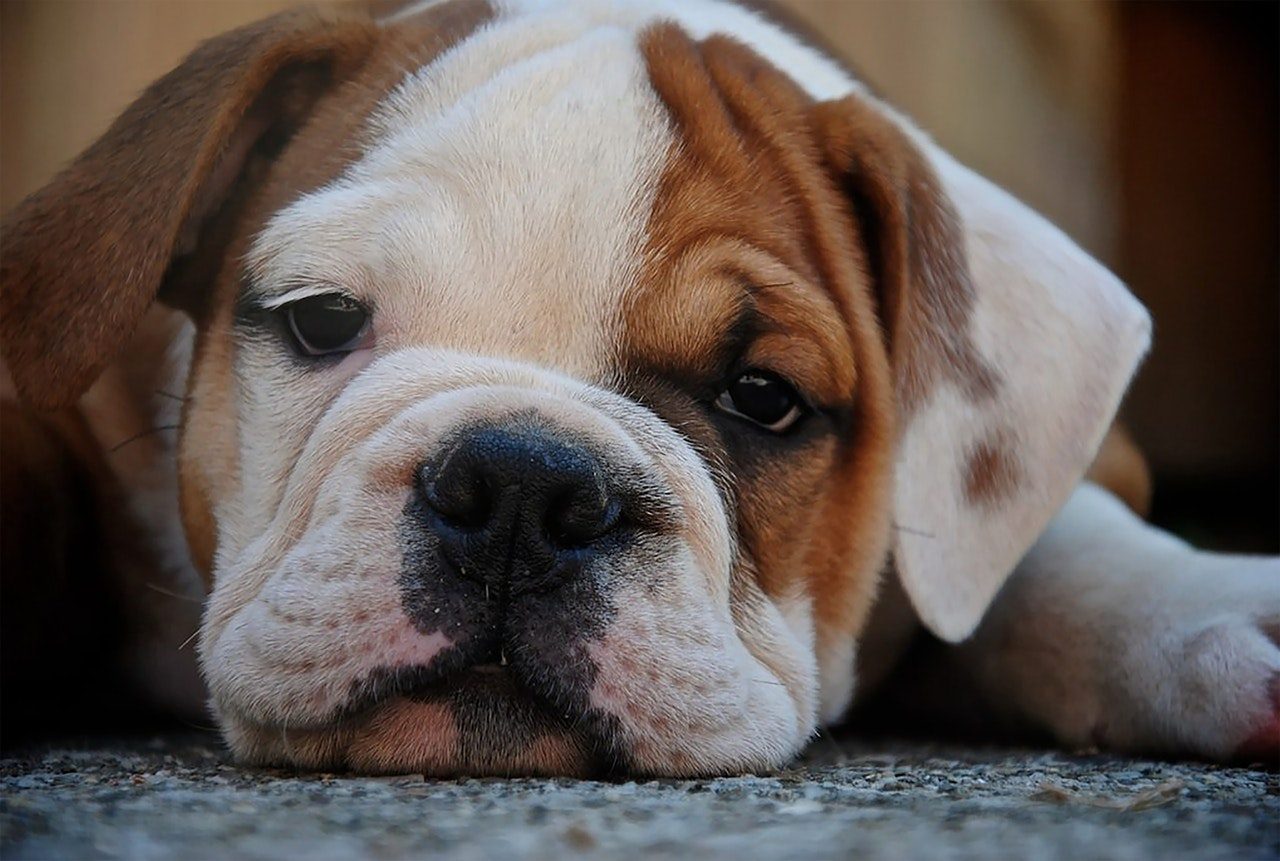 A closeup shot of a red and white English bulldog puppy.