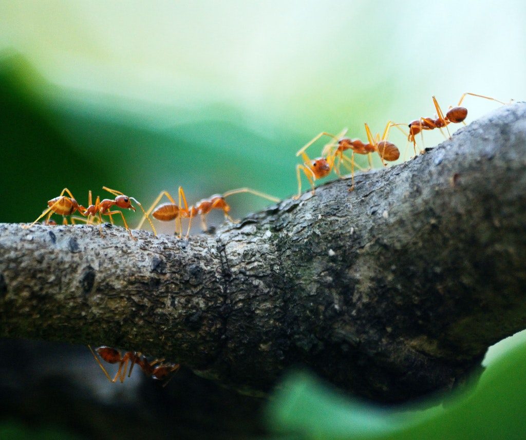 Red ants crawling on a tree limb.