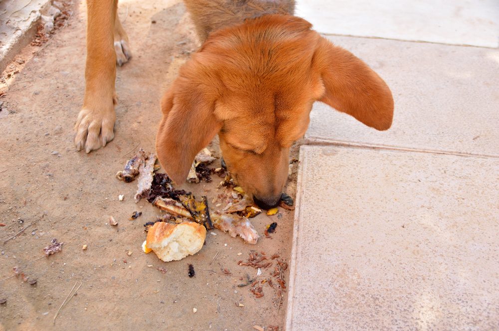 A reddish dog eats trash on the street