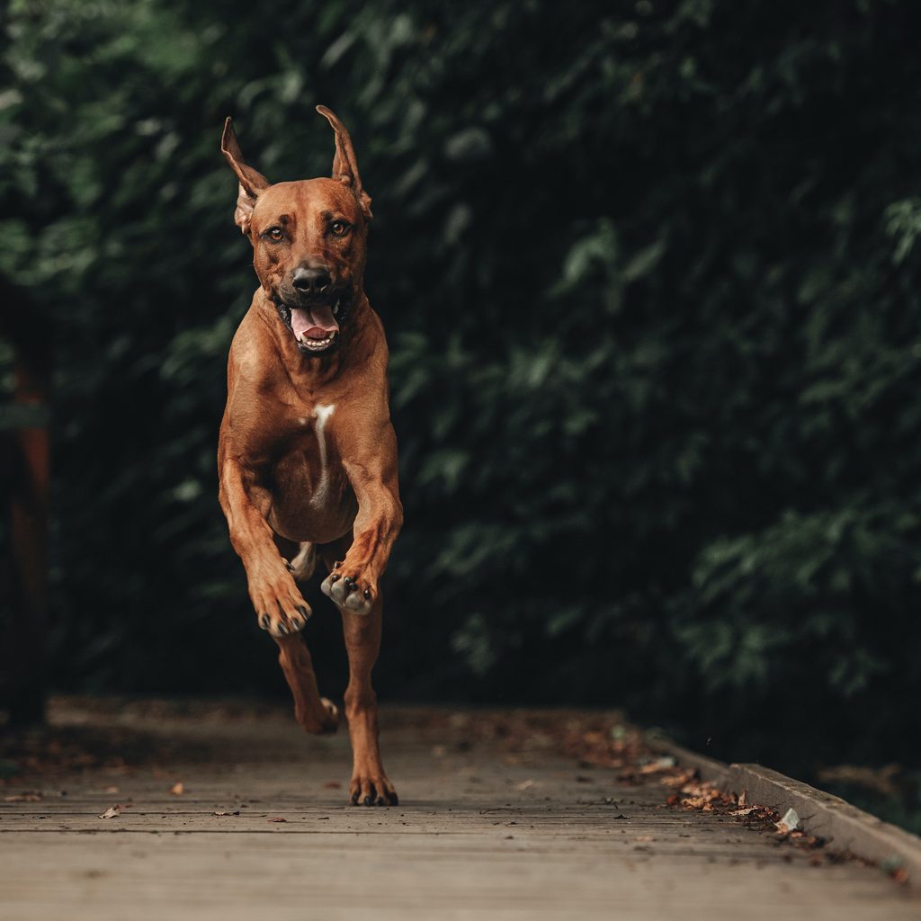 A Rhodesian Ridgeback runs on a wooden bridge in the forest
