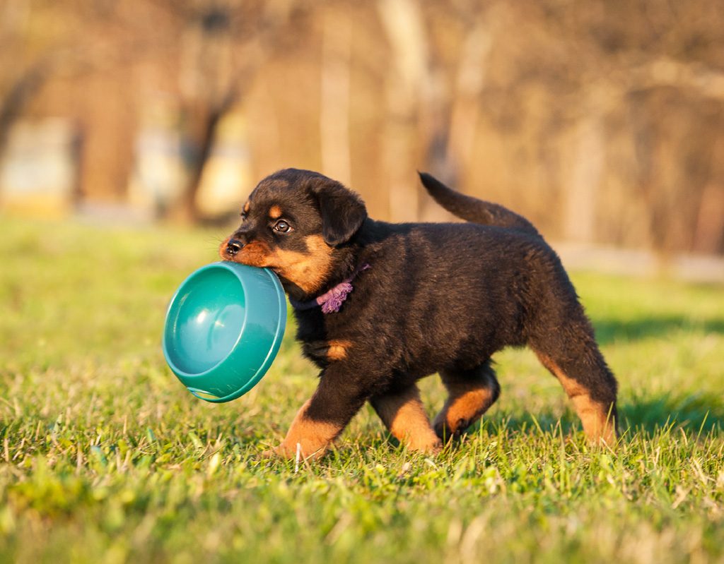 Rottweiler puppy running with a dish in his mouth.