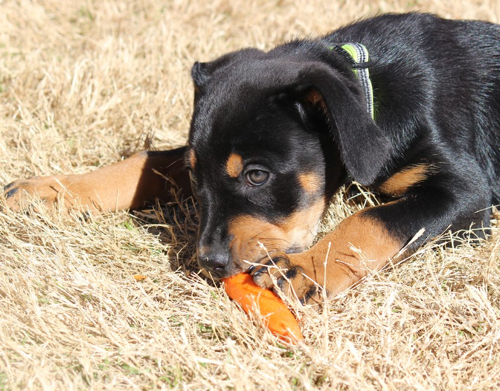 Rottweiler puppy eating a carrot outside.