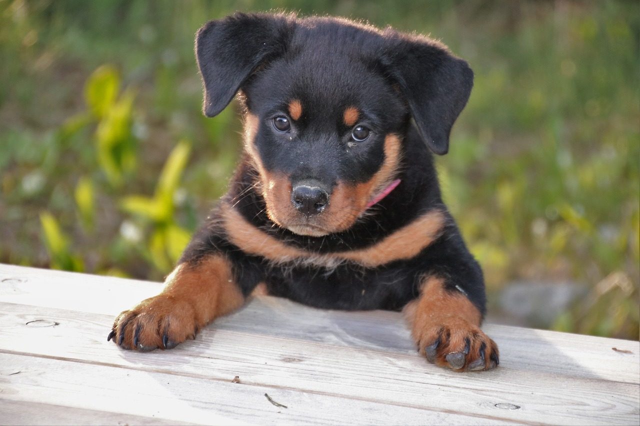 A Rottweiler puppy sits with his paws on a picnic table.