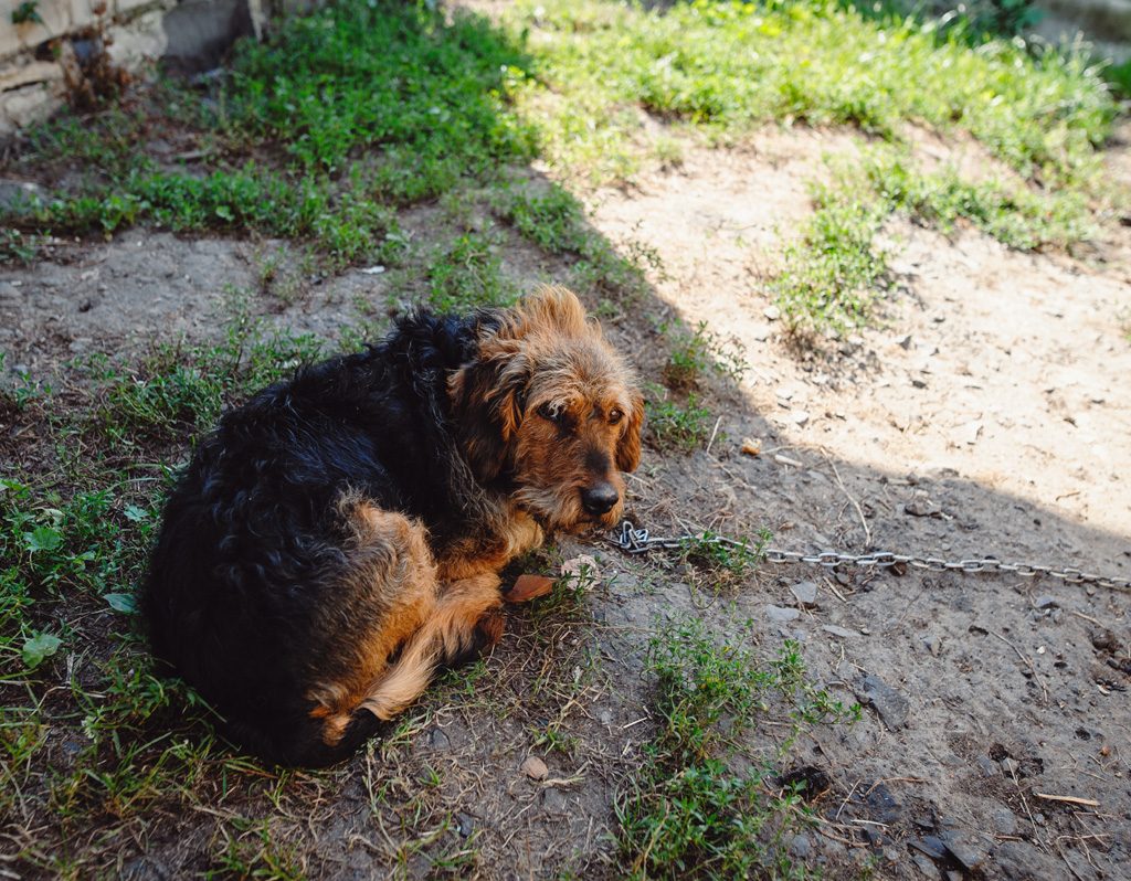 Sad dog chained in yard.