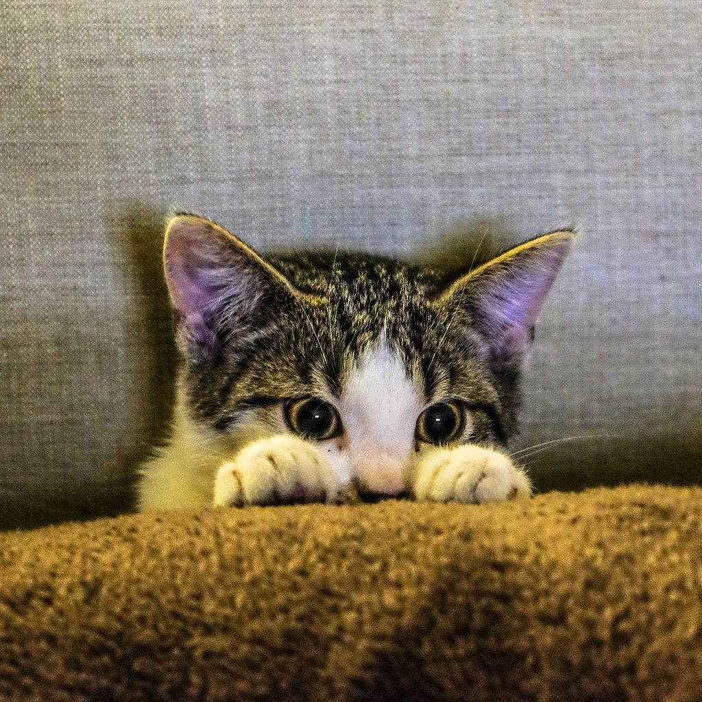 Scared cat sitting on a couch hiding under a blanket
