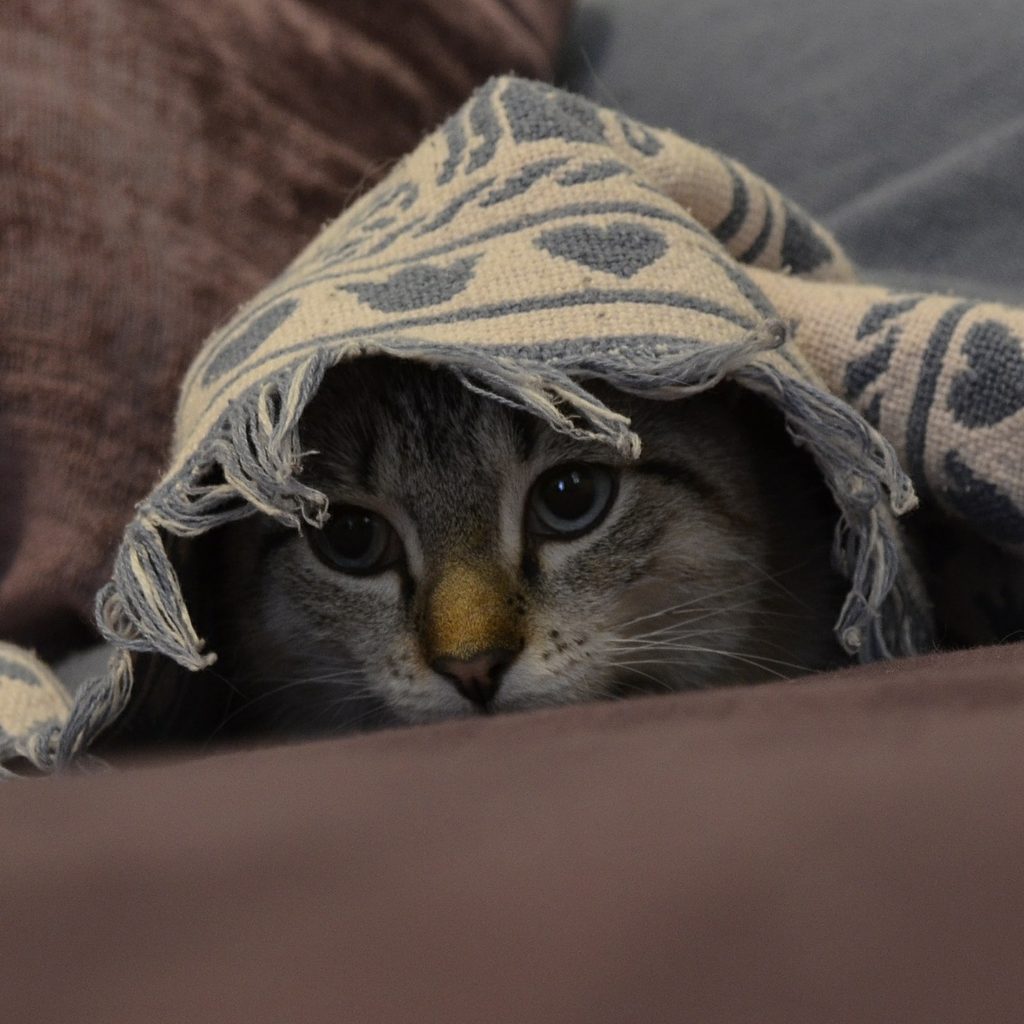 Scared cat hiding underneath a blanket