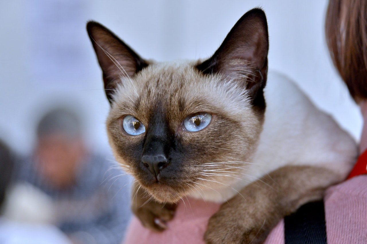 A Siamese cat drapes herself over a woman's shoulder.