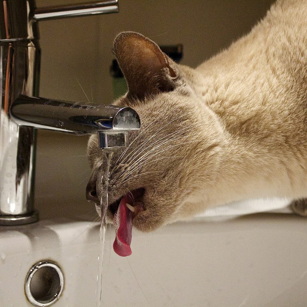 Siamese cat drinking out of a running tap