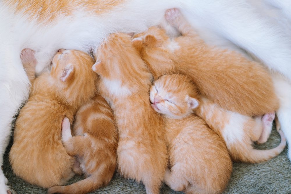 Six newborn orange tabby kittens nurse on their mother
