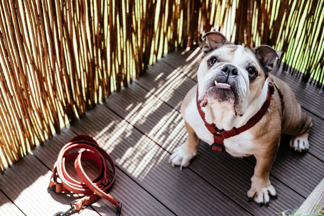 A snaggletoothed English bulldog sits outside on a balcony.