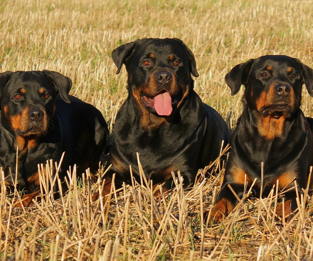 Three adult rottweilers lying in a field