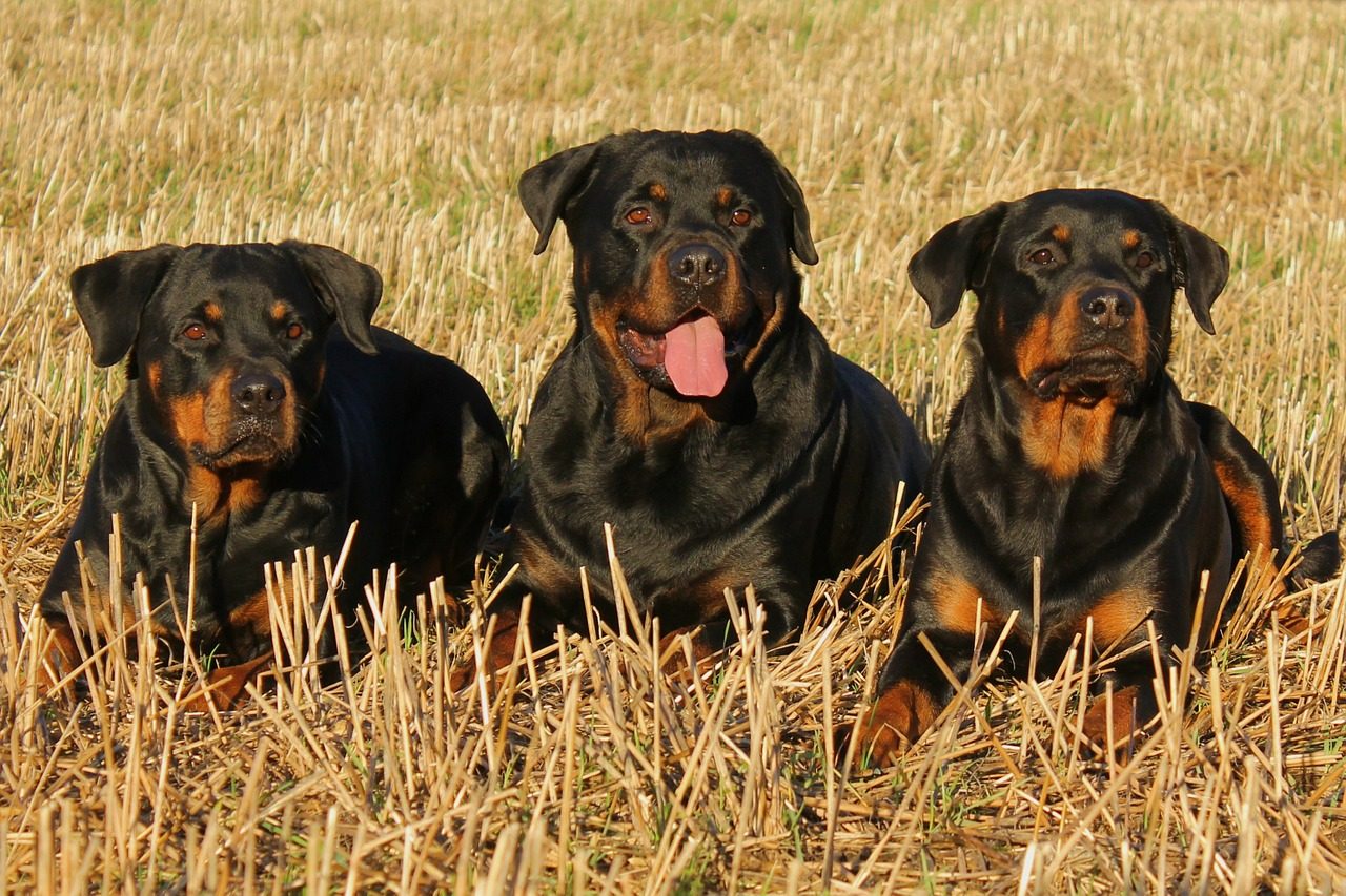 A shot of three adult Rottweilers lying in a field.