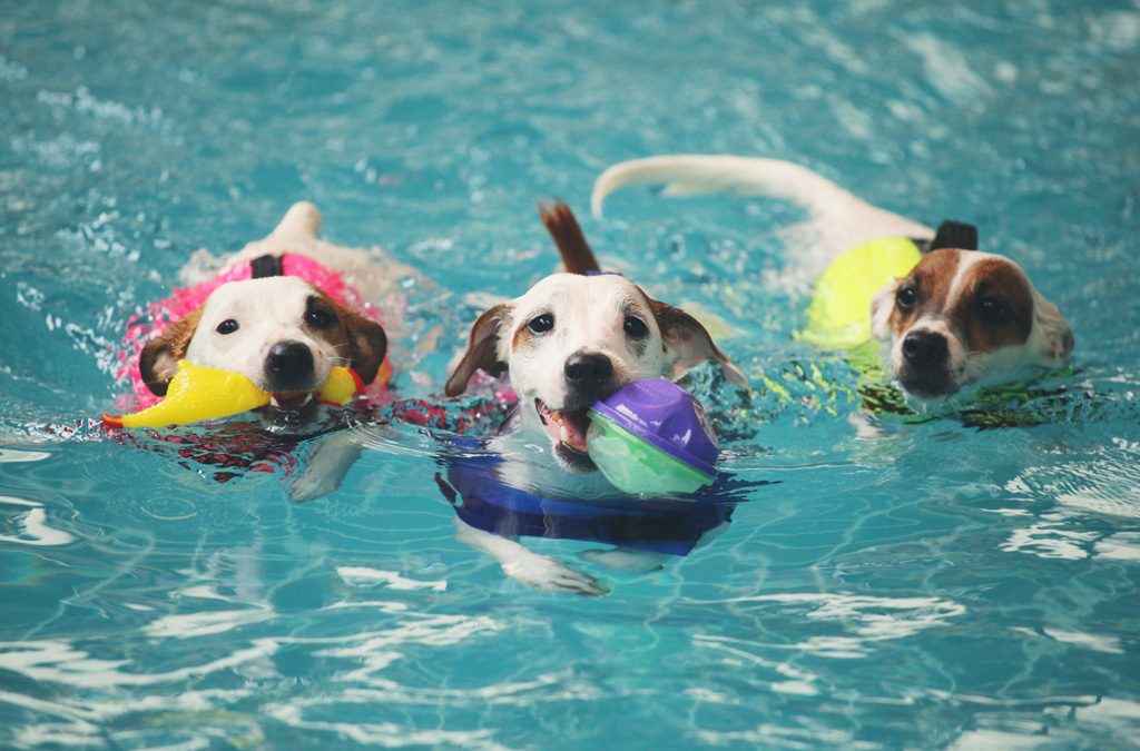 Three dogs swimming in pool wearing lifejackets. i
