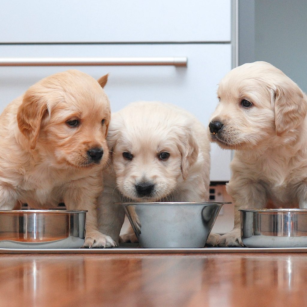 Three golden retriever puppies eat from silver bowls on the floor