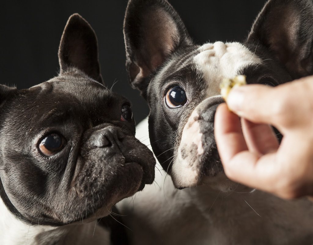 Treat training two French bulldogs.
