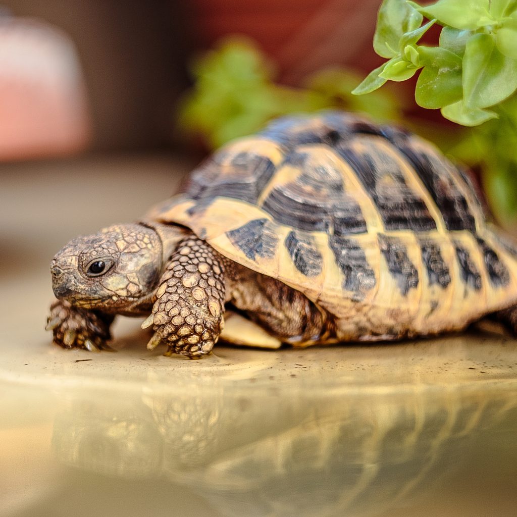 Turtle sits in his tank and looks at the table