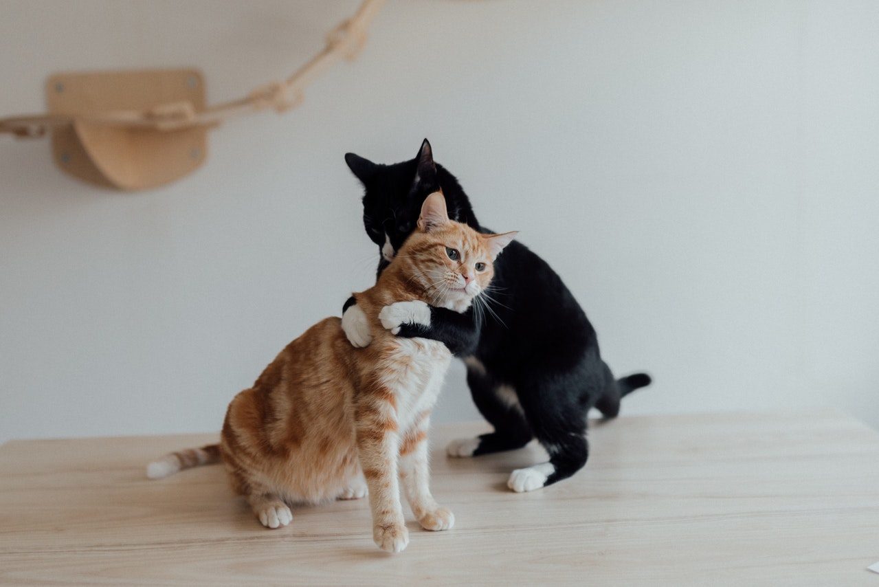 A tuxedo cat hugs an orange tabby cat.