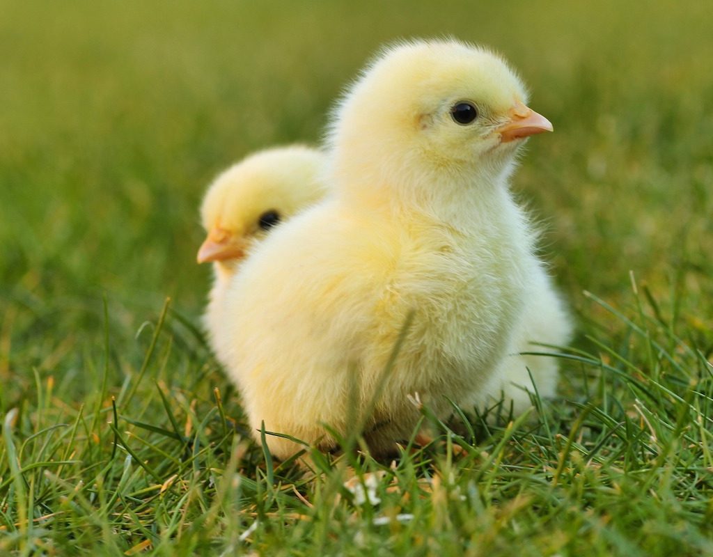 Two chicks sit in the grass