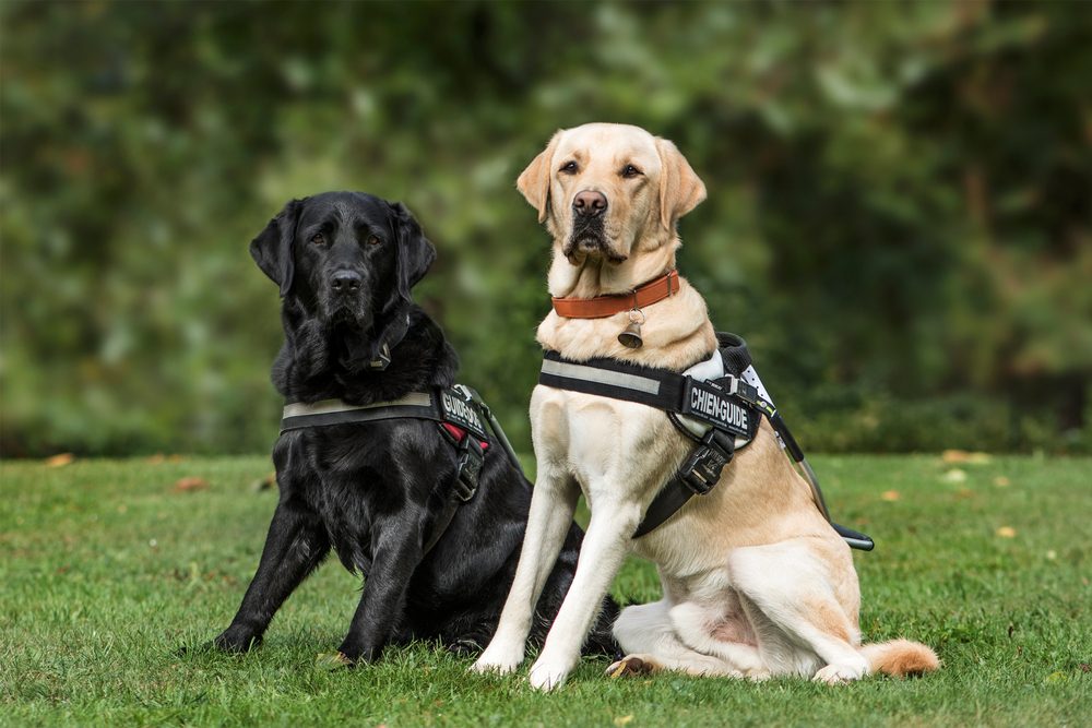 Two guide dogs, one black lab and one yellow lab, sit together in the grass.