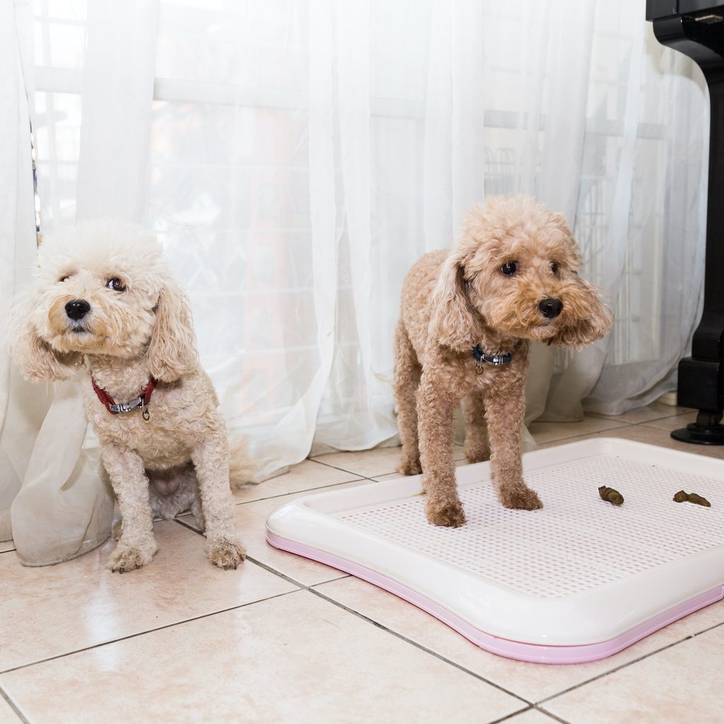 Two miniature poodles stand on a potty tray after going poop