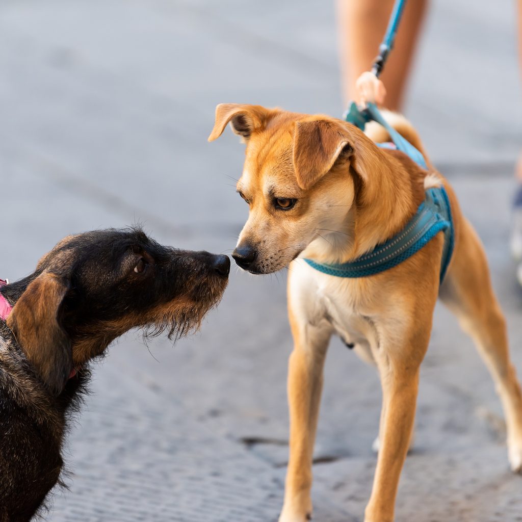Two small dogs sniff face-to-face while they meet on leash