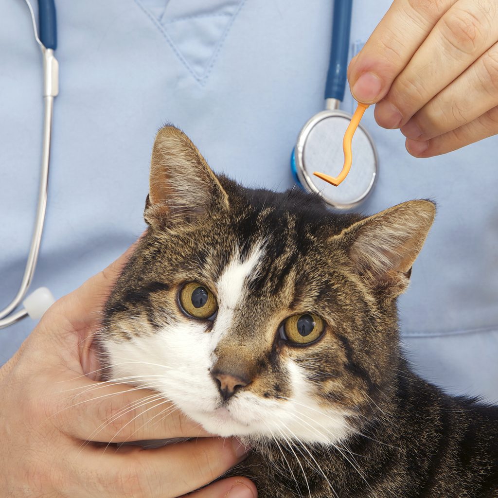 A veterinarian holds a cat and a tool to remove ticks
