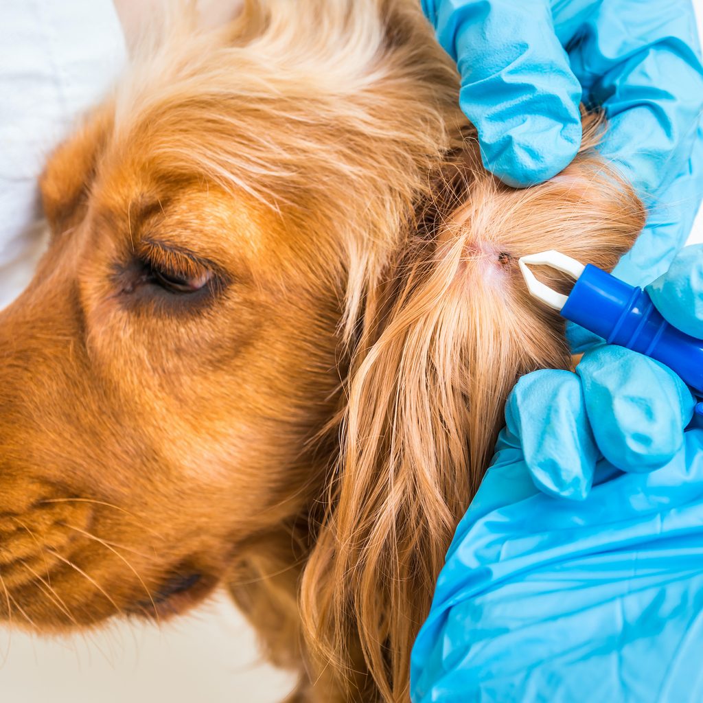 Veterinarian removes a tick from a cocker spaniel
