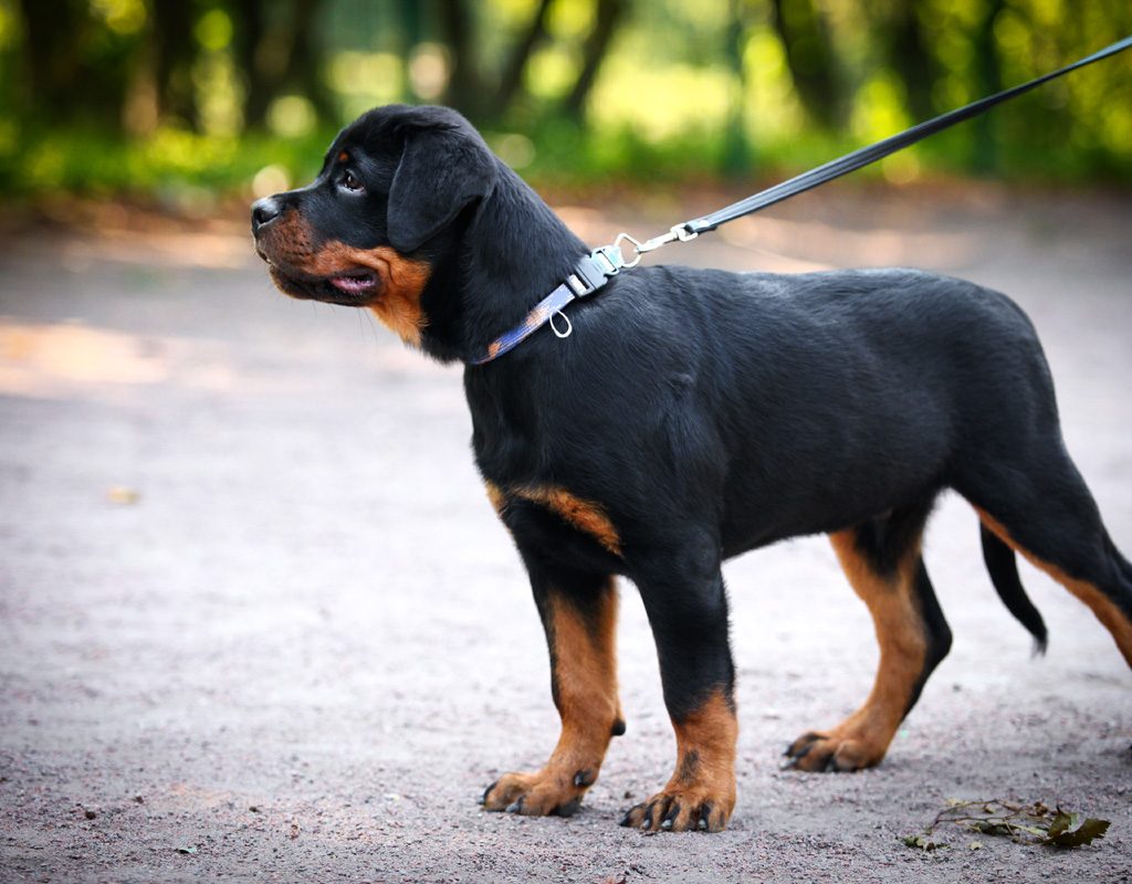 Walking a Rottweiler puppy on a leash.