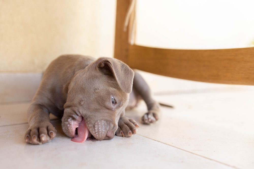 A Weimaraner puppy licks a tile floor.