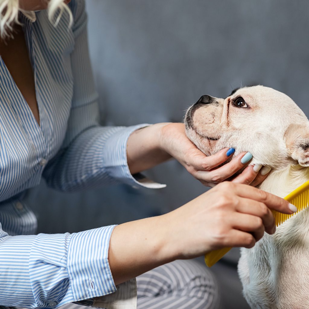 A woman holds her French Bulldog's face as she combs the dog neck with a comb