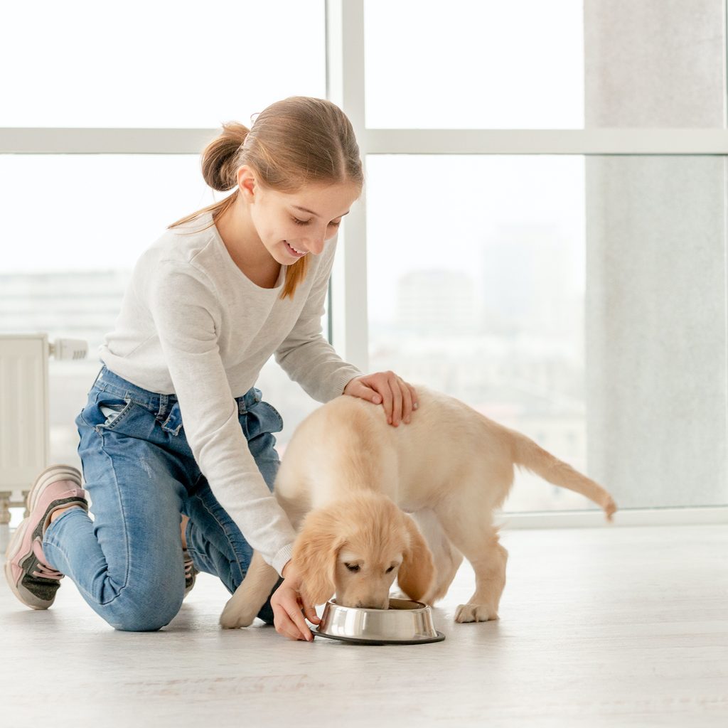 A young woman bends down to feed a Golden Retriever puppy