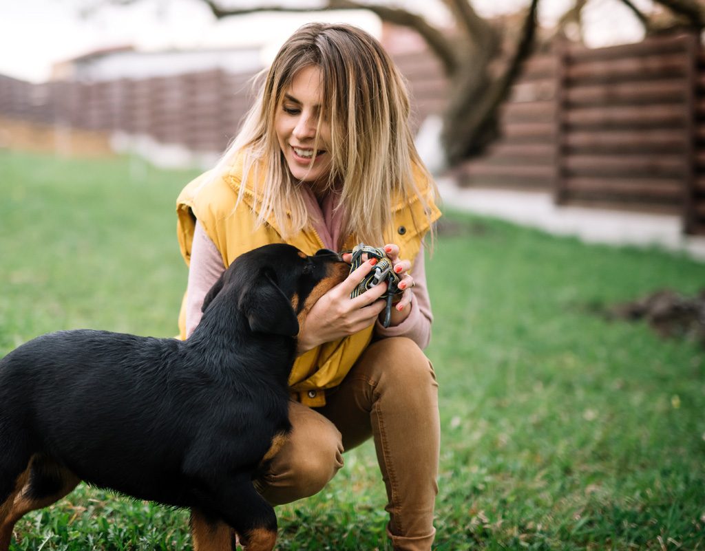 Woman playing with Rottweiler.