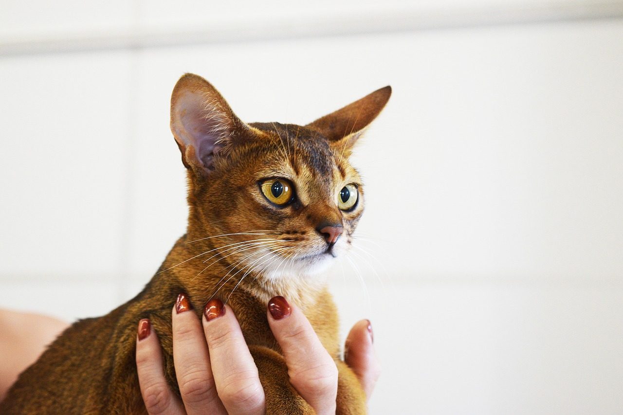 A woman with burnt orange nails holds an Abyssinian cat.