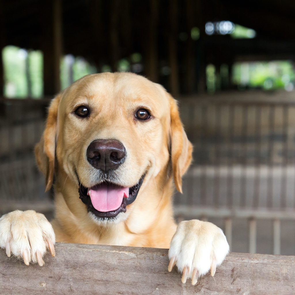 A yellow Labrador retriever stands with their paws over the fence